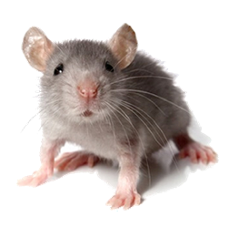 photo of mouse